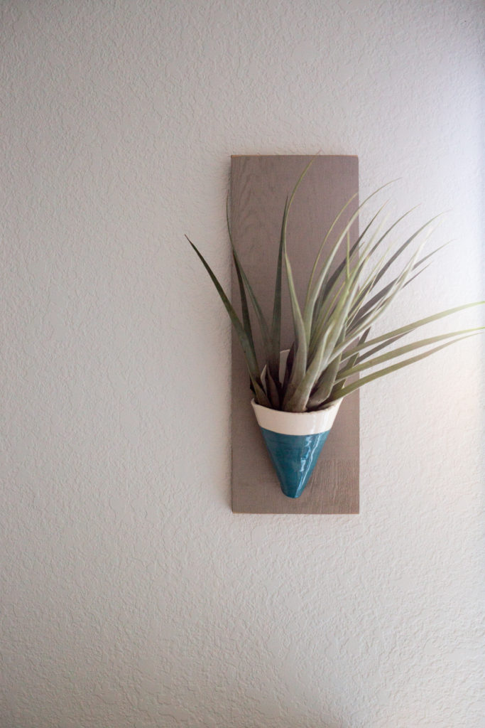How to Care for Your Air Plant with Carter & Rose